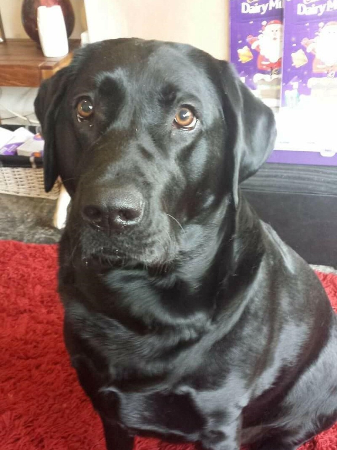Black Labrador Dog Crochet Pattern 80 X 106 Block Graph Etsy