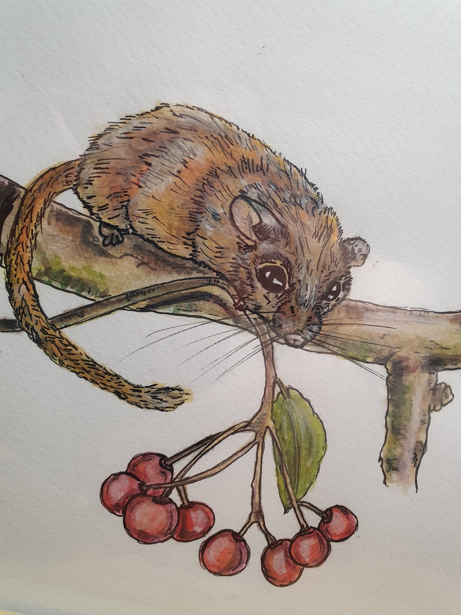 Dormouse Watercolour, Dormouse Art, Garden Wildlife Watercolour
