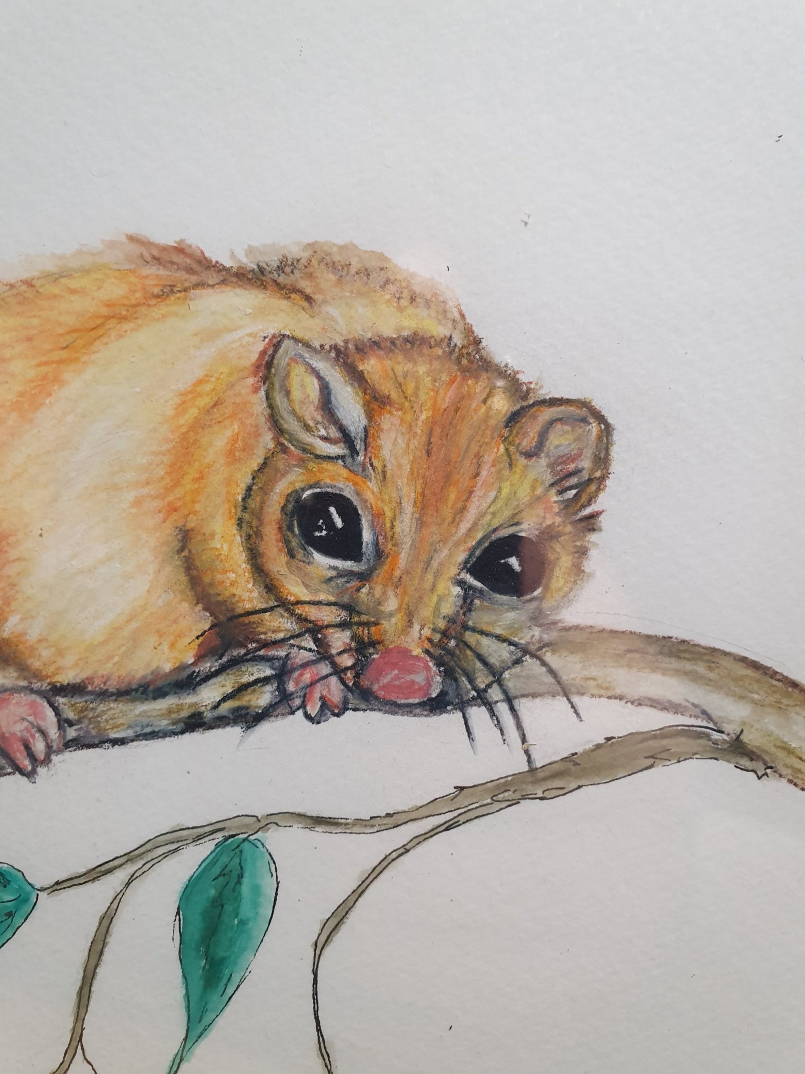Dormouse Watercolour, Dormouse Art, Garden Wildlife Watercolour