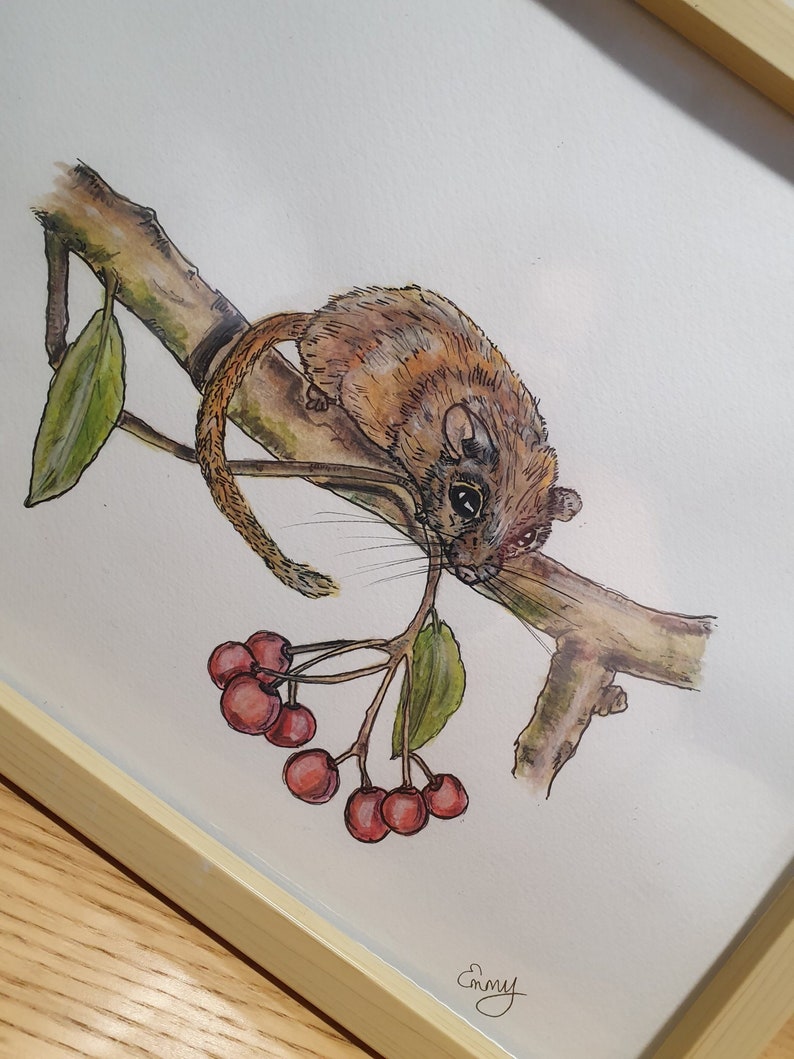 Dormouse Watercolour, Dormouse Art, Garden Wildlife Watercolour