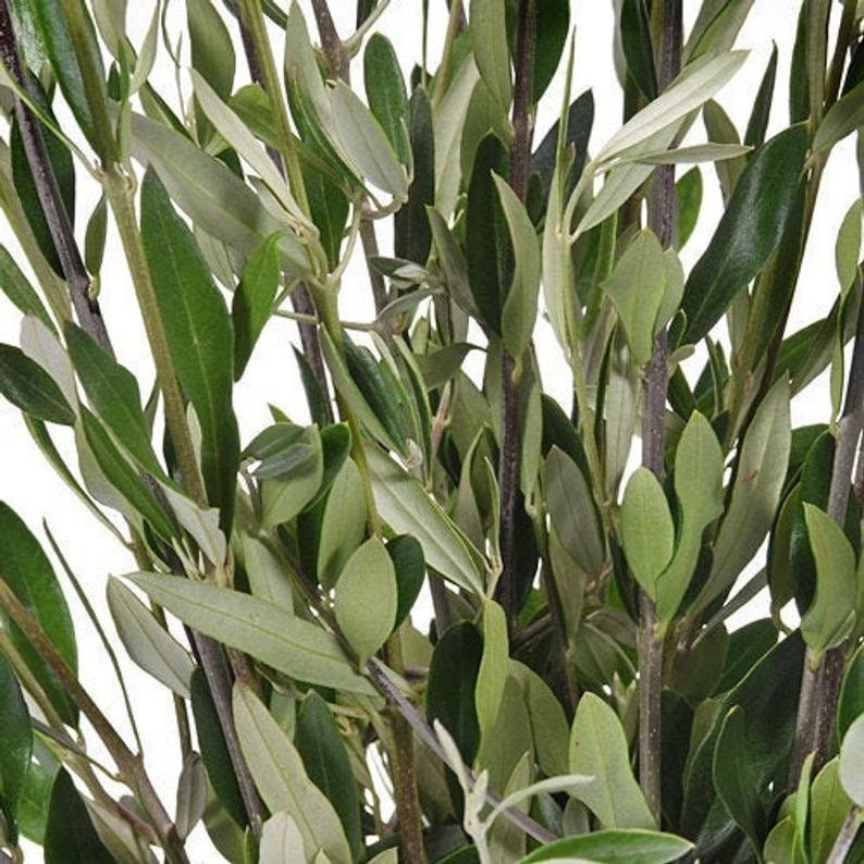 30 real fresh Olive Branches 500g in weight decorative Olive Etsy