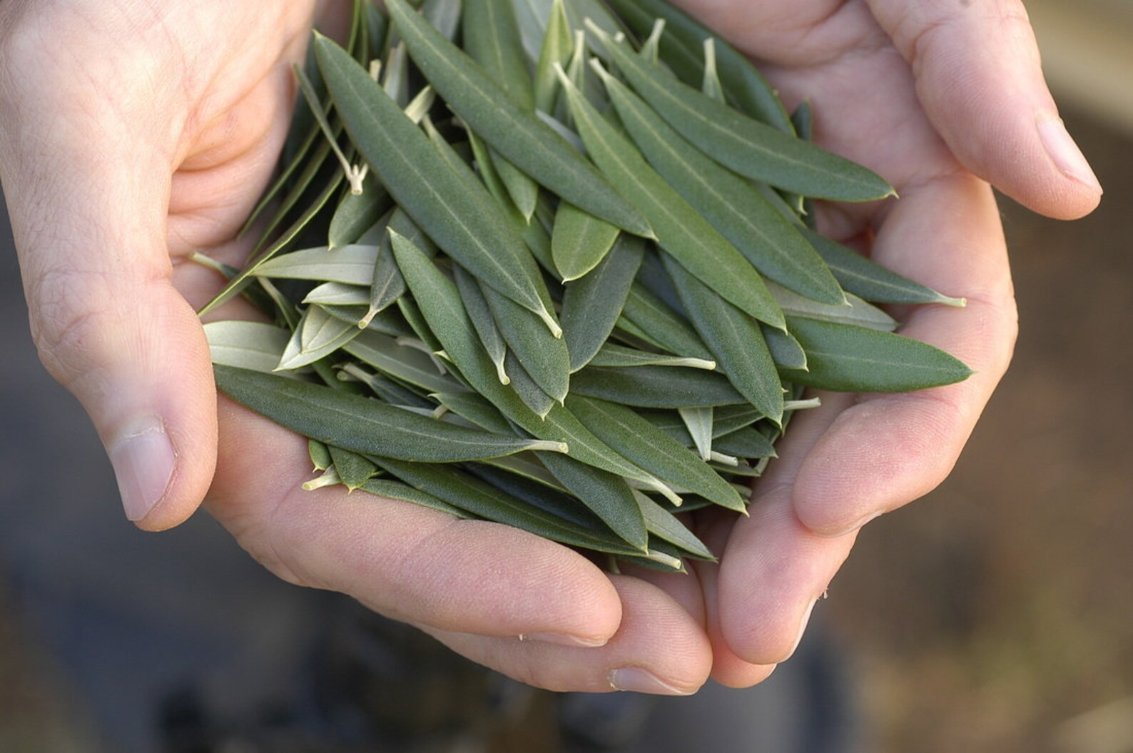 Organic, Dried Olive Leaves, Olea Europaea Organic Olive Leaves, Olive