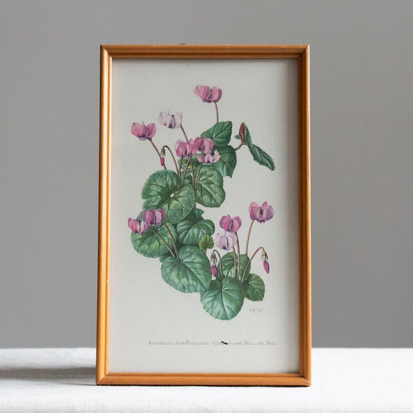 1962 Vintage Botanischer Druck Alpenveilchen Cyclamen im Holzrahmen Gerahmt Blumen Natur Wandschmuck Kunstdruck Kunst Rundblatt