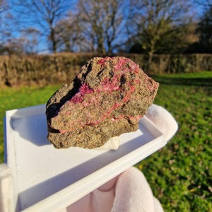 May include: A rough, irregularly shaped rock with a dark gray and brown exterior. Bright pink veins run through the rock, creating a striking contrast. The rock is held in a white tray, with a green grassy background.