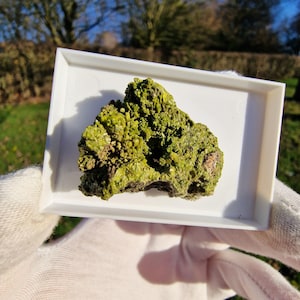 May include: A vibrant, lime-green mineral specimen with a textured, crystalline surface. The mineral is displayed in a white tray, showcasing its natural, irregular shape and color variations. The specimen is held by a gloved hand, highlighting its size and detail.