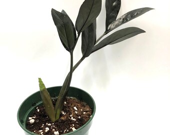 Zz Plant Etsy