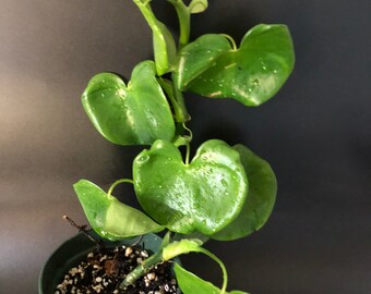 Rare Philodendron Etsy