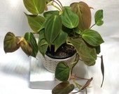 Philodendron micans 3-4 pots