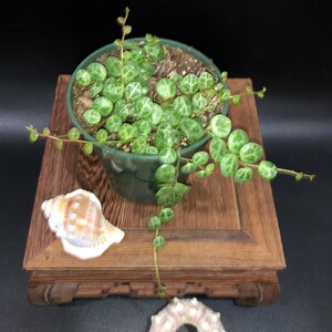 String of Turtles – Peperomia prostrata