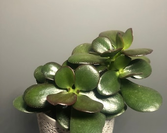 Jade plant 3” pot