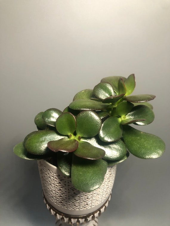 Jade plant 3 pot Etsy