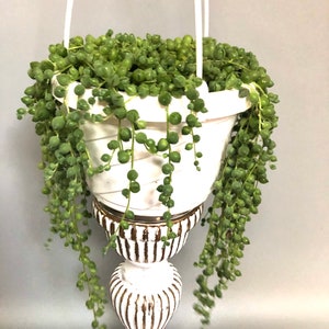 String of pearls senecio Rowleyanus succulent/cactus