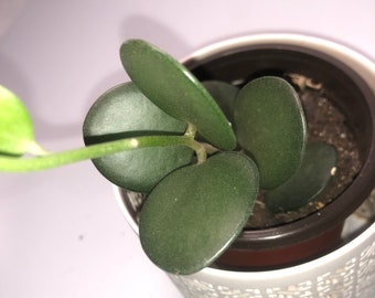 Silver dollar vine xerosicyos danguyi