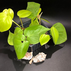Philodendron lemon lime neon