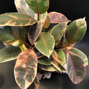 May include: A close-up of a variegated rubber plant with large, oval leaves. The leaves display a mix of green, pink, cream, and burgundy hues. The plant is in a wooden container, set against a dark background.