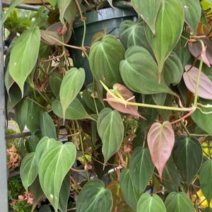 Cesta colgante de terciopelo grande Philodendron micans 8"