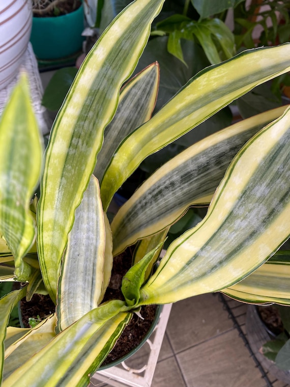 Sansevieria Trifasciata 'lauren Yellow Stone' Rare Snake Plant 6pot - Etsy