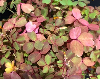 Oxalis 4” pot “ Golden oxalis “