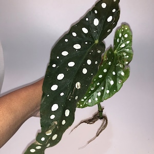 begonia maculata Cutting with roots. 3-4 nodes cuttings with roots.