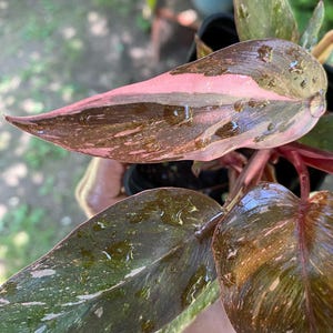 The Philodendron erubescens &#39;pink princess&#39;4” pot