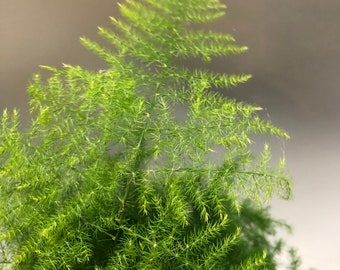 asparagus fern 4”