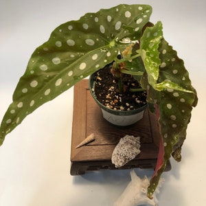 begonia maculata 4” pot A1