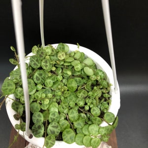 peperomia prostrata sznur żółwi 5” koszyk