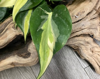 Philodendron silver strip 4”