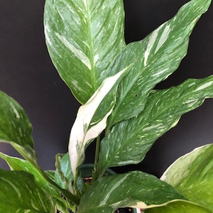 Puede incluir: Primer plano de una planta en maceta con hojas grandes y abigarradas. Las hojas son principalmente verdes con patrones blancos y crema. La planta está en una maceta verde y el fondo es oscuro.