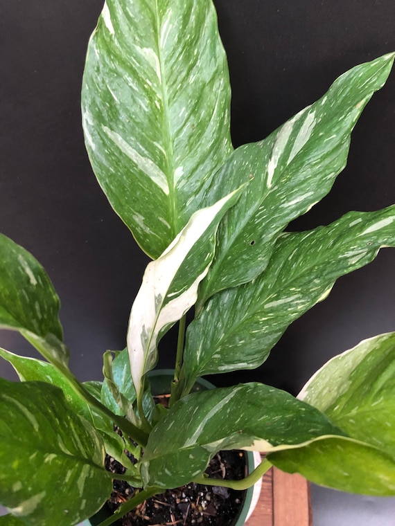 epipremnum golden pothos Epipremnum aureum 'Golden Pothos'  Mari's Gardens