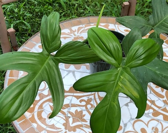 TOP CUT Philodendron Genevievianum - Etsy