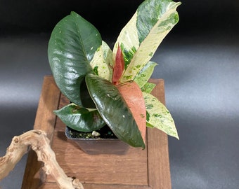 Ficus Shivereana 2.5”