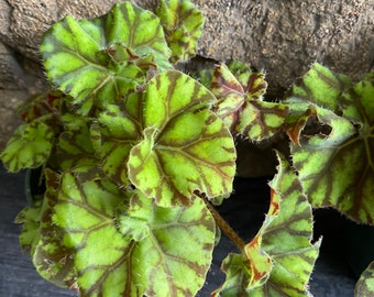 Beautiful begonias plant 4”