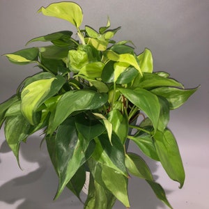 Philodendron Brazil 6”