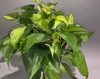 Philodendron Brazil 6”