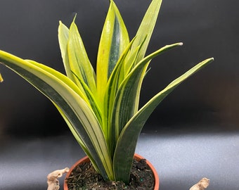 Snake plant La Rubia 6”