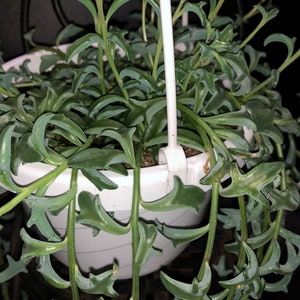 May include: A hanging plant with long, trailing stems and green, pointed leaves. The plant is in a white pot.