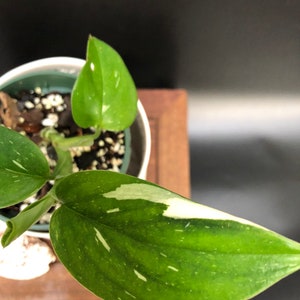 Philodendron Standleyana - Etsy