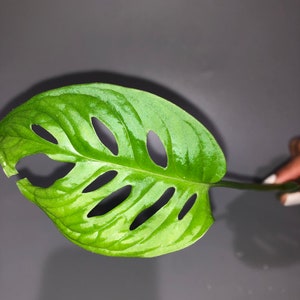 monstera adansonii cutting
