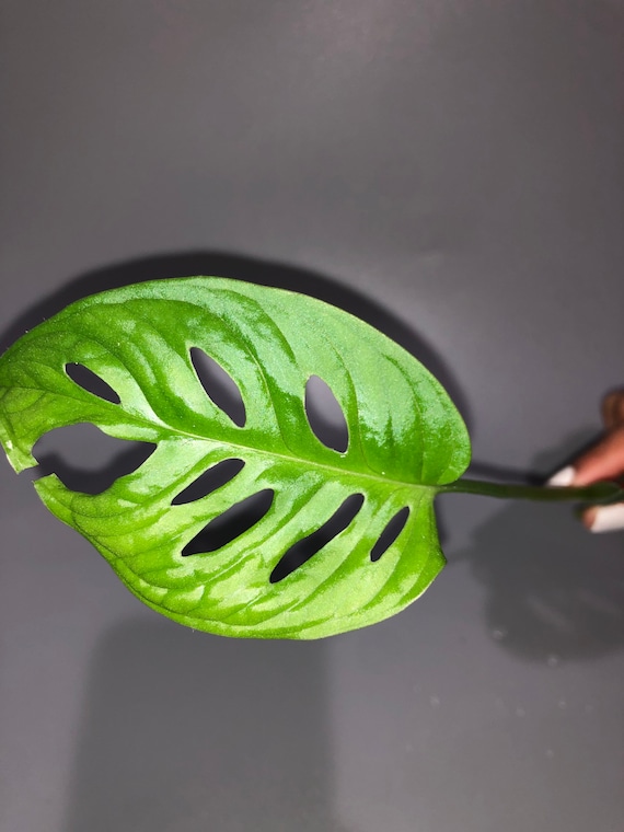 Monstera Adansonii Cutting - Etsy