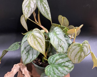 philodendron brandtianum 4”