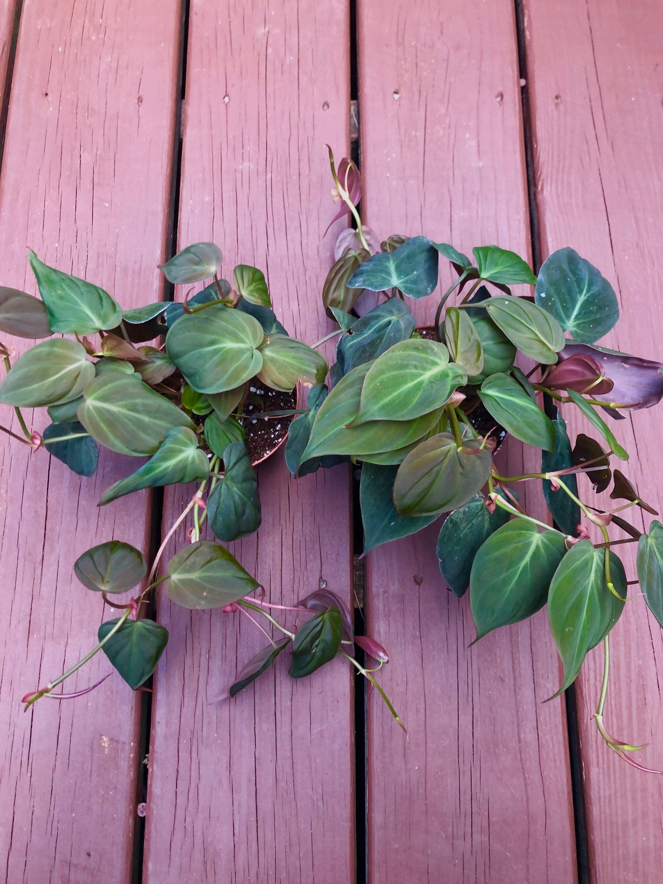 Philodendron micans - Etsy 日本