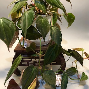 May include: A dark green velvet leaf plant in a white pot hanging from a wooden stand. The plant is cascading down the stand and has several leaves.