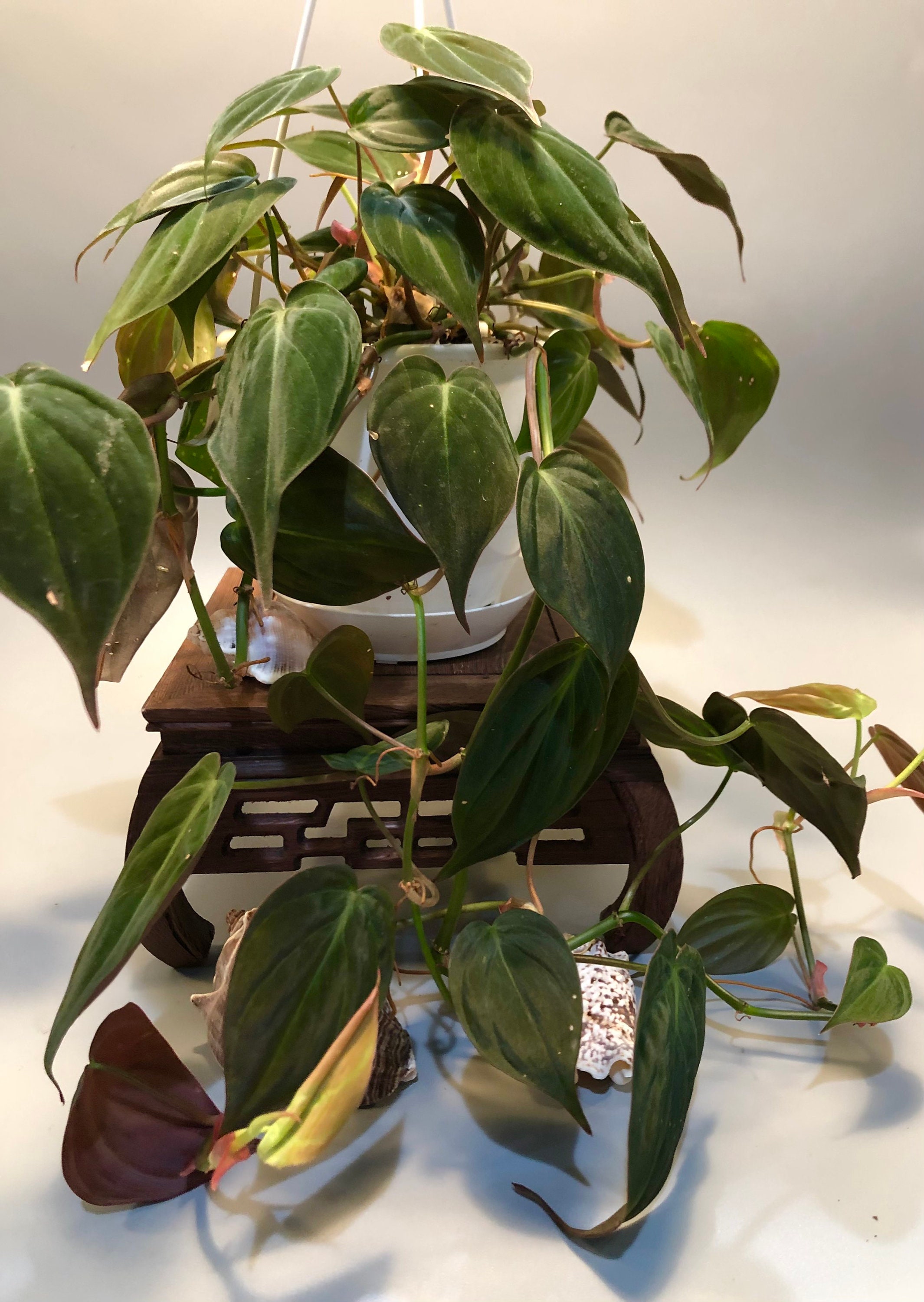 philodendron pflanzen Philodendron 'Painted Lady' main image 1