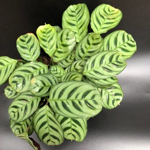 calathea burle marxii 6”