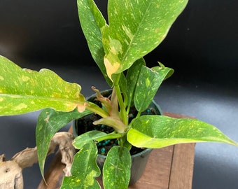 Philodendron ring of fire 4” variegated