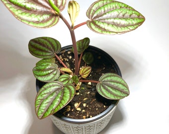 Peperomia piccolo Banda 4”