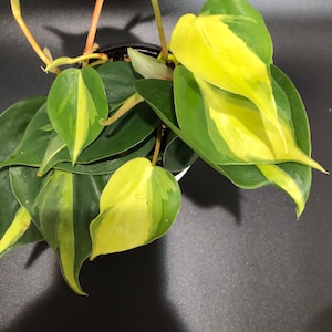 Filodendron Brazylia 4”