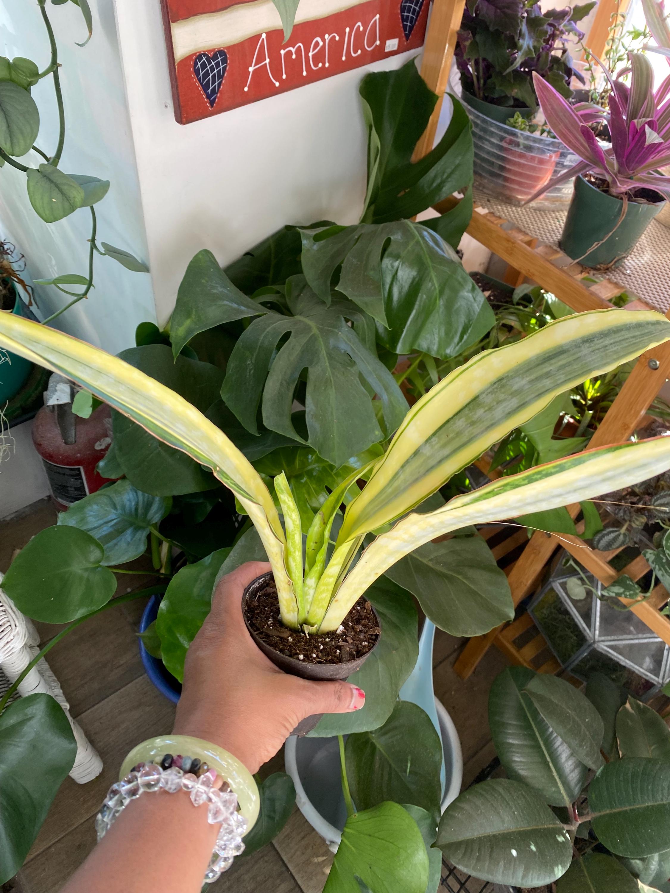 Sansevieria Lauren - Etsy