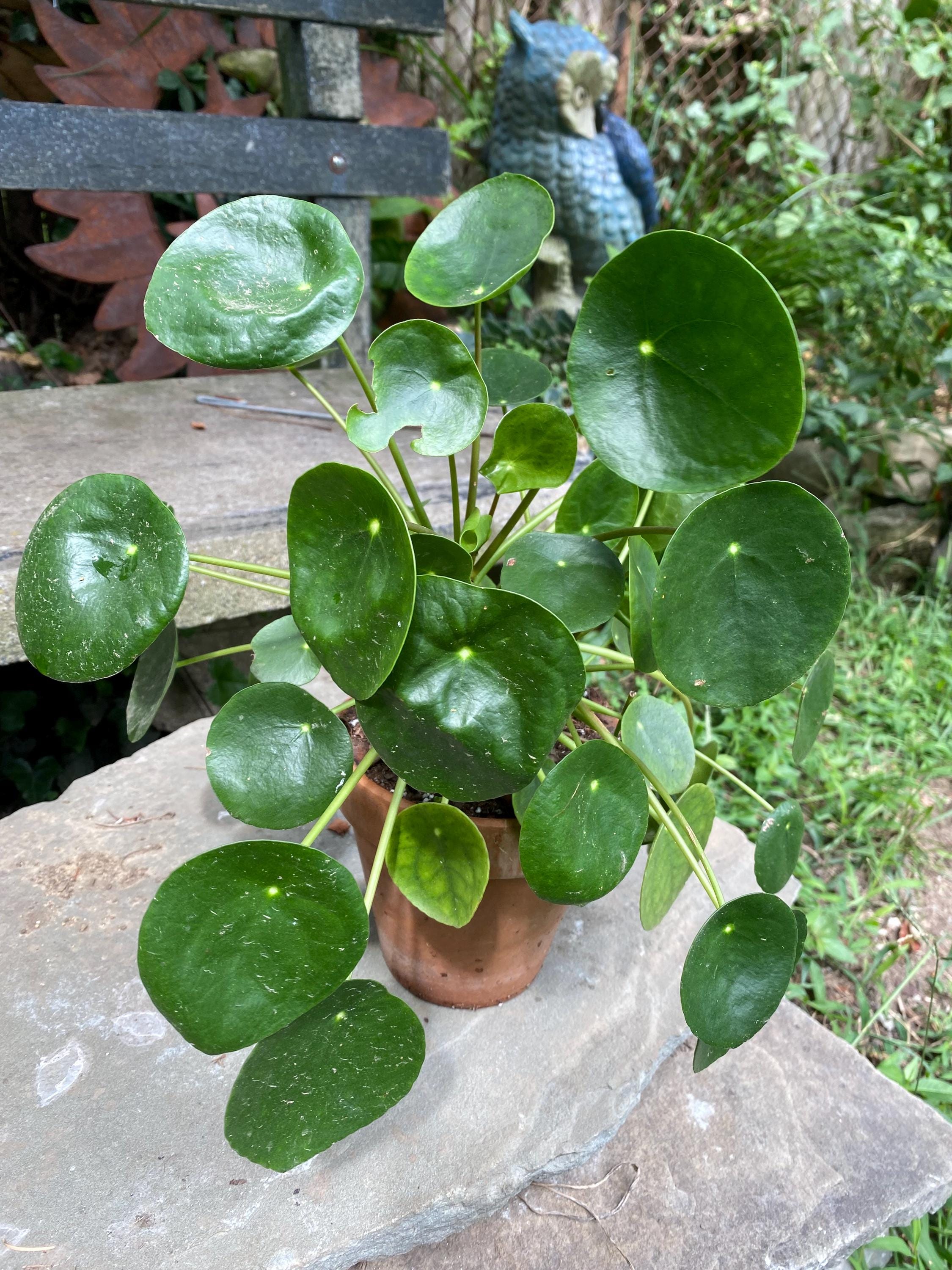 money tree potted Real Money Tree Plant in a 3